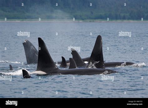 Orca (Orcinus orca) pod surfacing, Prince William Sound, Alaska Stock Photo - Alamy