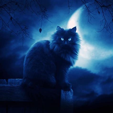 Blue Cat Wallpapers - Wallpaper Cave