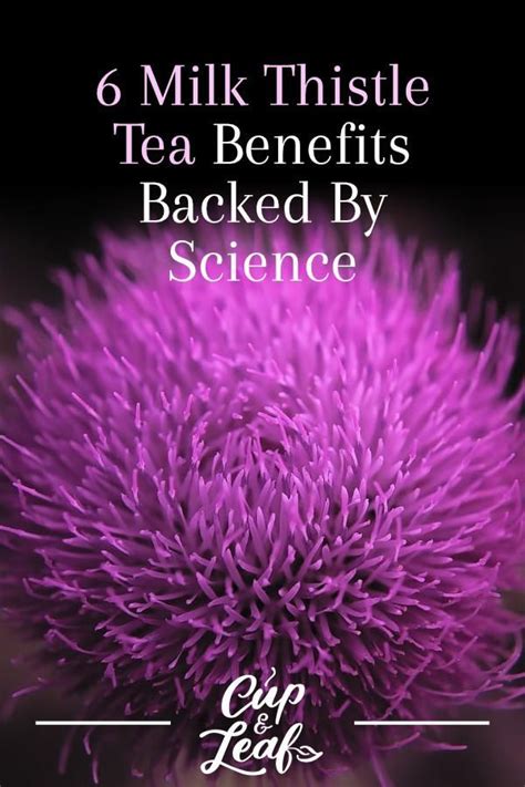 6 Milk Thistle Tea Benefits Backed By Science | Milk thistle tea, Milk thistle, Milk thistle ...