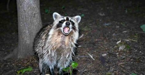 Raccoon Habits - AnimalBehaviorCorner