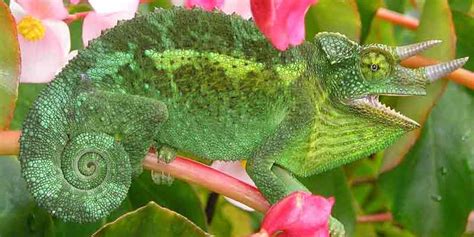 Why Do Chameleons Curl Their Tails? - Chameleon Care Tips