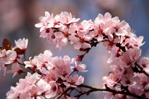 Plum Blossom Wallpapers - Wallpaper Cave