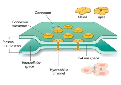 6: A representation of gap junctions [171]. | Download Scientific Diagram