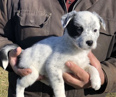 Austrailian Blue Heeler Puppies For Sale | New Boston, MO #317255