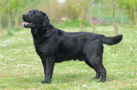 Labrador Retriever | Characteristics, History, & Facts | Britannica