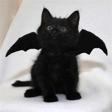 SpOokY BaT KiTty is V SpOoky! : r/aww