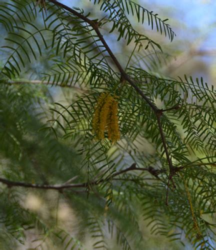 Chilean Mesquite | Drought Tolerant Trees | San Diego