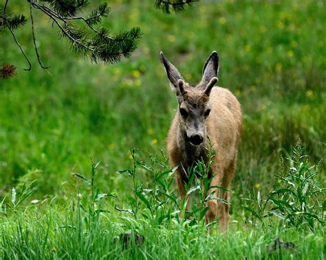 Baby Mule Deer Buck Photograph - Baby Mule Deer Buck Fine Art Print