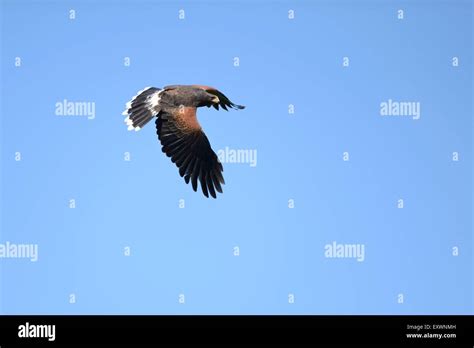 Flying Harris's Hawk Stock Photo - Alamy