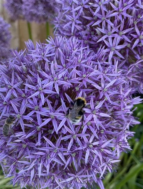 Giant Allium (Allium giganteum 'Globemaster') - Garden.org