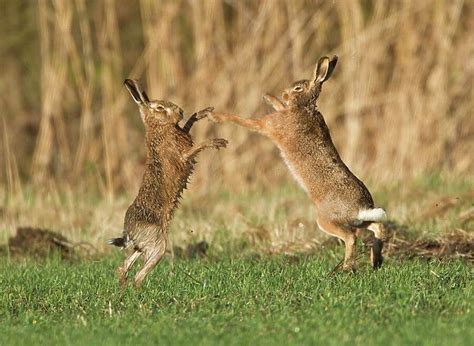 Mammals (Leporidae) Gallery. Available as Photo Prints, Wall Art and other products