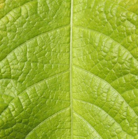 leaf texture Free Photo Download | FreeImages