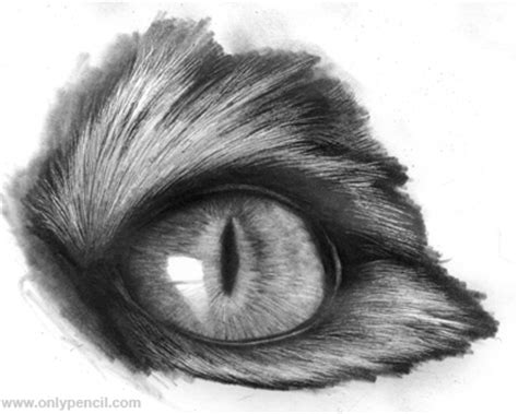 Realistic Cat Eyes Tutorial by chandito on DeviantArt