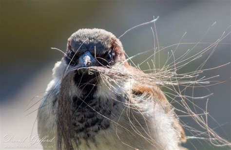 Sparrow Nest Building | David Gifford Photography