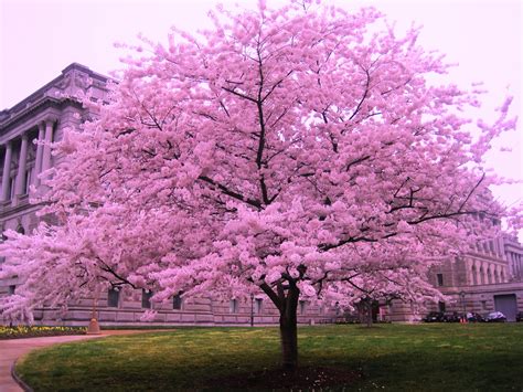 Free photo: Cherry Blossom Tree - Blooming, Blossoms, Cherry blossom ...