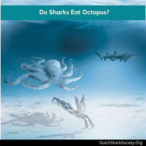 Do Sharks Eat Octopus? - Dutch Shark Society