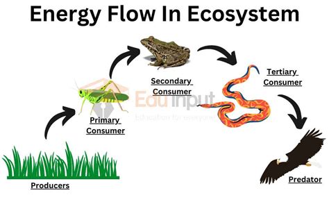 Energy Flow In Ecosystem Diagram – NBKomputer