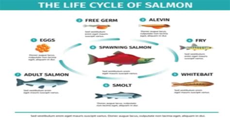 Salmon Life Cycle Pdf