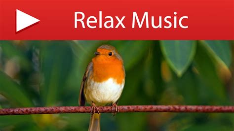 10 HOURS BIRD SOUNDS - Gentle Bird Chirping with Natural Forest Stream - YouTube