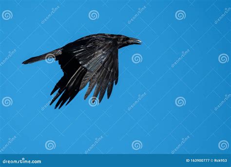 Common Raven Flying in a Blue Sky Stock Image - Image of soaring ...