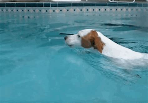 Swimming GIF - Find & Share on GIPHY