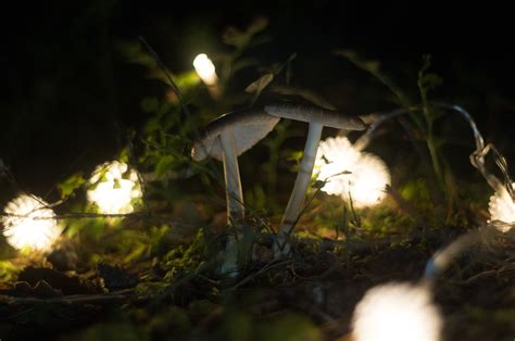 Mushroom Night Nature - Free photo on Pixabay - Pixabay