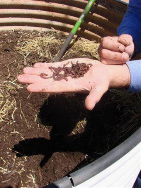 Composting worms at worm farm. | Download Scientific Diagram