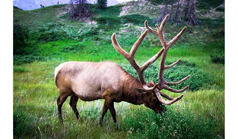 RMEF Works to Conserve 15,573 Acres of Oregon Elk Habitat