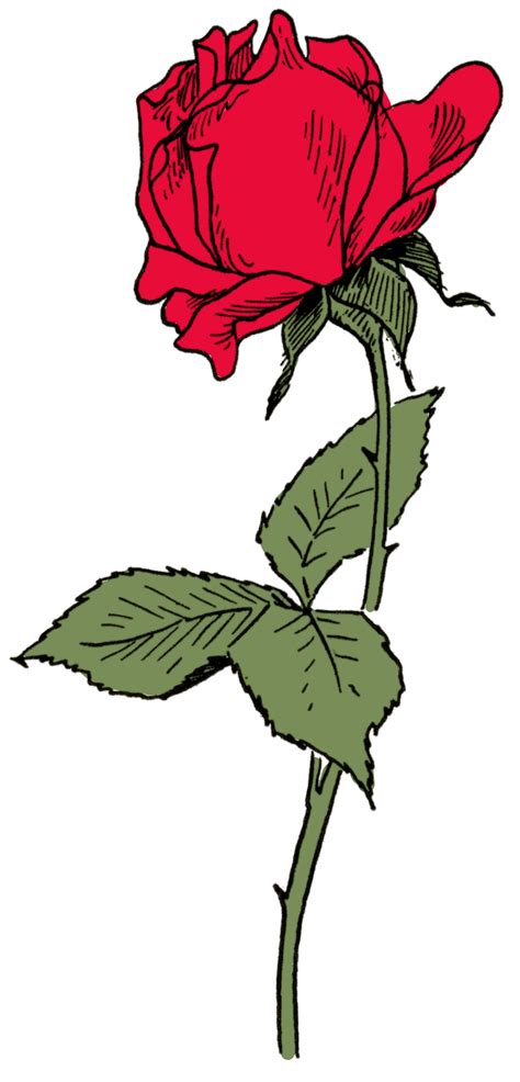 Rose Flower Drawing With Colour | Best Flower Site