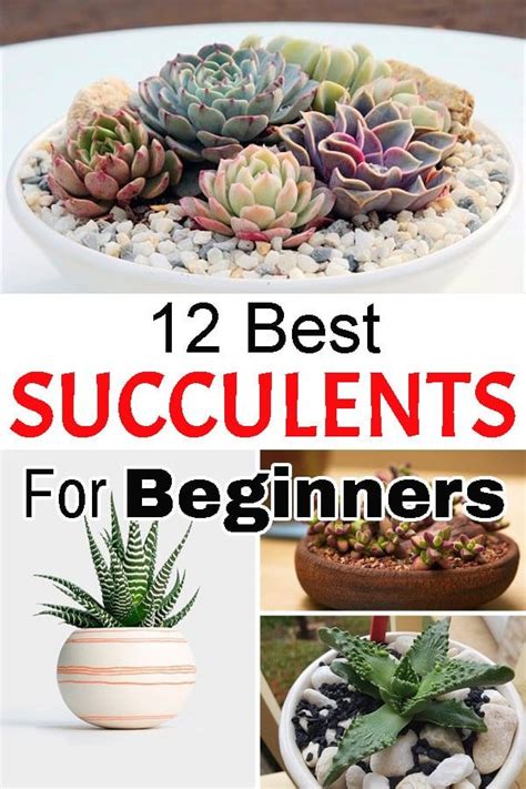 12 Best Succulents For Beginners | Planting succulents, Growing succulents, Succulent garden diy