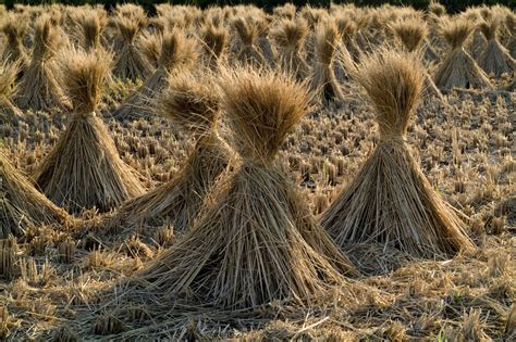 Rice straw, Japan | Feedipedia