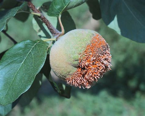 Rust Diseases of Apples and Pears » Tree Fruit Diseases: Observations and Archives