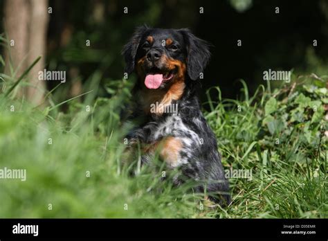 Dog Brittany Spaniel / Epagneul breton adult (tricolor black) sitting in a meadow Stock Photo ...