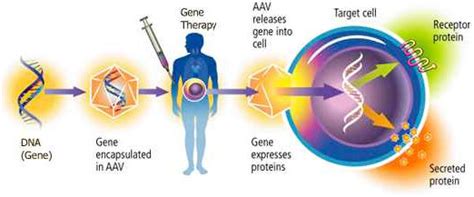 What is gene therapy? - ExtremeTech