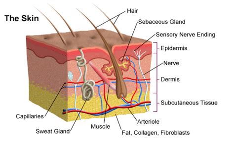 Skin: Structure and functions - Overall Science