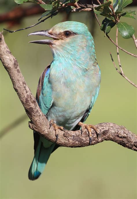 European Roller | Beautiful and Colorful Bird Species