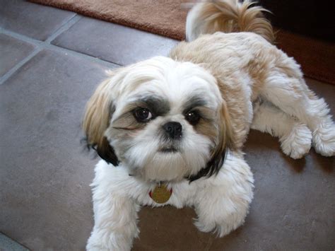 Shih Tzu Puppies - Pet Adoption and Sales