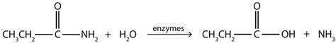 15.16: Chemical Properties of Amides- Hydrolysis - Chemistry LibreTexts