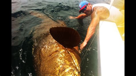 LARGEST GOLIATH GROUPER EVER ON YOUTUBE! CHEW ON THIS - YouTube