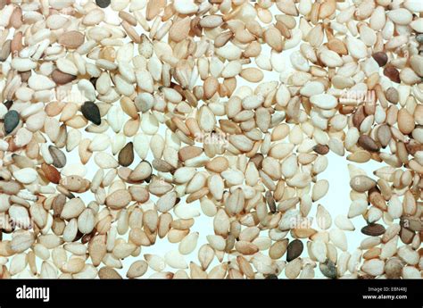 sesamum, sesame (Sesamum indicum), seeds Stock Photo - Alamy