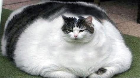 Top 10 Biggest Cat Breeds - Top 10 Junky!