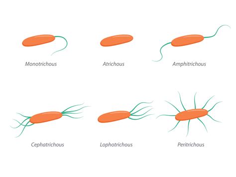 Arrangement of bacterial flagella. Various forms of flagellation with corresponding designations ...