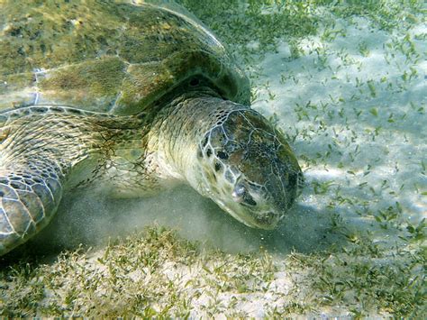 Do Mud Turtles Sleep Underwater?