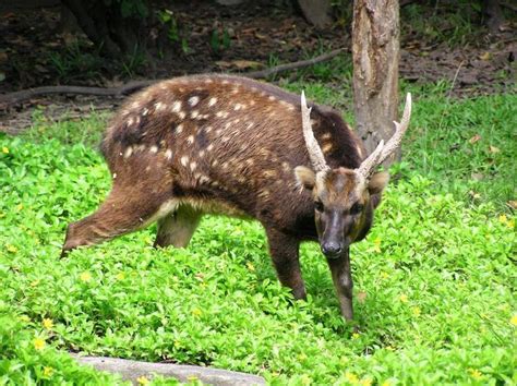 Philippine deer - Alchetron, The Free Social Encyclopedia