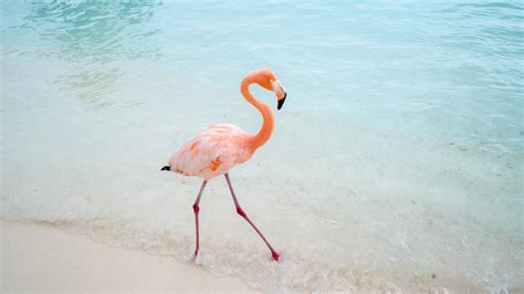 Flamingo Island, Aruba: How to Visit + Is It Worth It?