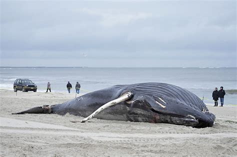 Deep-sea mining noise pollution threatens whales, study shows | Borneo ...