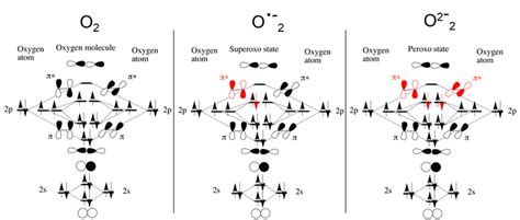 Molecular orbital diagrams of dioxygen molecule (left), superoxo state... | Download Scientific ...