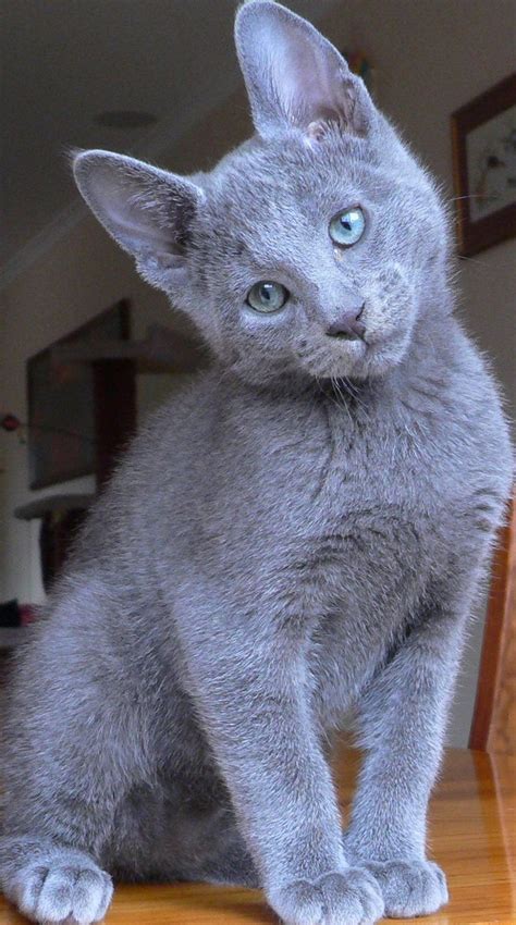 83 best "Love My Russian Blue Cats" images on Pinterest