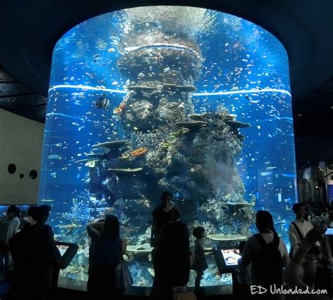 S.E.A. Aquarium - Ed Unloaded.com | Parenting, Lifestyle, Travel Blog