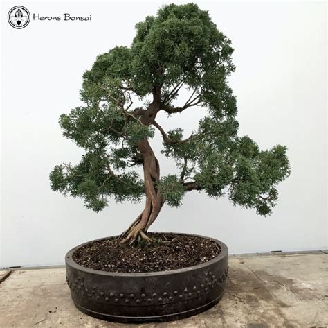 Chinese Juniper Bonsai Tree | Herons Bonsai Nursery